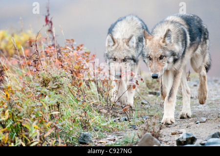 Zwei halbwüchsigen graue Wölfe aus dem Grant-Creek-Pack zu Fuß in der Nähe von Polychrome Pass, Denali National Park, innen Alaska, Herbst Stockfoto