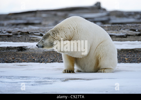 Ein Erwachsener polar bear Kratzer sein Kinn auf einer vorgelagerten Insel vor Kaktovik am nördlichen Rand des ANWR, Arktis Alaska Stockfoto