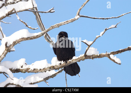 Rabe thront in einem verschneiten Erdbeben getötet-Baum im Portage Valley, Yunan Alaska, Winter Stockfoto