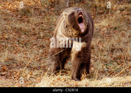 Braunbär Roaring zeigt Kiefer & Zähne Captive Montana Winter Stockfoto