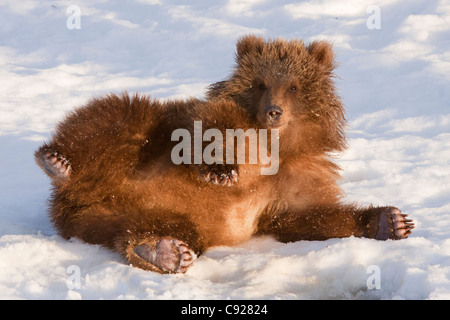 CAPTIVE: Weibliche Kodiak Brown Bear rollt in den frischen Schnee im Alaska Wildlife Conservation Center, Yunan Alaska Stockfoto