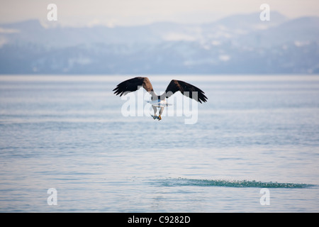 Weißkopf-Seeadler fliegen über den Ozean mit Hering in seinen Krallen, Prinz-William-Sund, Yunan Alaska, Frühling Stockfoto