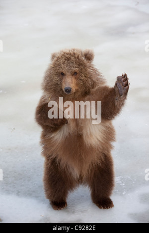 CAPTIVE: Weibliche Brown Bear Cub von Kodiak steht auf Hinterpfoten und Wellen mit Pfote, Alaska Stockfoto