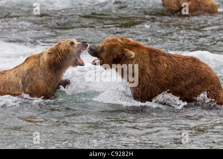 Zwei Braunbären Männchen kämpfen im Südwesten, Wasser in der Nähe von Brooks Falls, Brooks Camp, Katmai Nationalpark, Alaska, Sommer Stockfoto