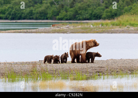 Eine Braunbär Sau am Spieß in der Nähe der Mündung des Flusses Brooks mit ihren vier Frühling Cubs, Alaska Stockfoto