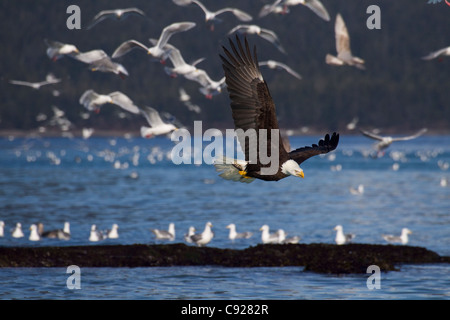 Weißkopf-Seeadler fliegen mit Hering in Krallen und mit vielen Möwen im Hintergrund während der Hering Spawn Saison, Alaska Stockfoto