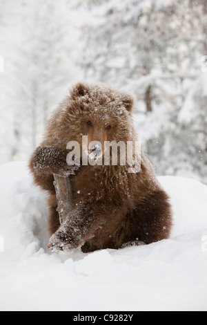 CAPTIVE: Weibliche Brown Bear Cub von Kodiak hält sich an ein Protokoll beim Sitzen auf einem Schnee bedeckten Hügel in einem Schneesturm, Alaska Stockfoto