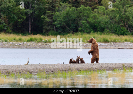 Eine Braunbär Sau am Spieß in der Nähe der Mündung des Flusses Brooks mit ihren vier Frühling Cubs, Alaska Stockfoto