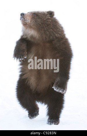 CAPTIVE: Männlicher Kodiak Braunbär Cub auf Hinterfüße mit Tanz im Alaska Wildlife Conservation Center, Alaska Stockfoto