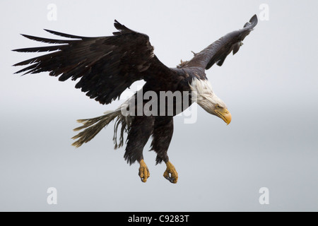 Adler im Flug und triefend nass vom Regen, Prinz-William-Sund, Yunan Alaska, Frühling Stockfoto