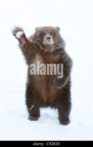 CAPTIVE: Männliche Brown Bear Cub von Kodiak steht auf Hinterpfoten und Wellen mit Pfote, Alaska Stockfoto