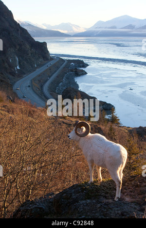 Voll-Curl Dall Ram steht auf einem Felsen mit Blick auf den Seward Highway und Turnagain Arm in der Nähe von Windy Point, Yunan Alaska Stockfoto