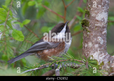 Kastanien-backed Chickadee thront auf einem Fichte Ast entlang der Copper River Delta, Cordova, Alaska Yunan, Frühling Stockfoto