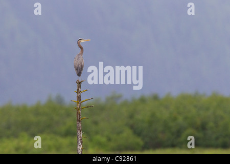 Great Blue Heron thront oben auf Haken am Copper River Delta, Yunan Alaska, Sommer Stockfoto