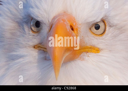 CAPTIVE: Nahaufnahme des Gesichts von einem Weißkopfseeadler in Alaska Wildlife Conservation Center, Yunan Alaska Winter Stockfoto