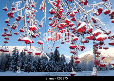 Leuchtende Rot Schnee bedeckten Eberesche Beeren hängen von Zweigen mit malerischen Winterbild im Hintergrund, Alaska Stockfoto