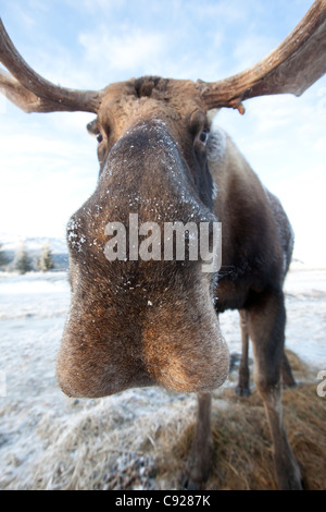 CAPTIVE: Extreme Nahaufnahme von einem Stier Elch im Alaska Wildlife Conservation Center, Yunan Alaska, Winter Stockfoto