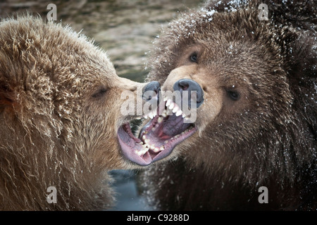 CAPTIVE: Paar Kodiak Brown bear jungen Knurren und spielen zusammen im Alaska Wildlife Conservation Center, Yunan, Alaska Stockfoto