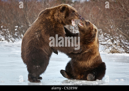 Gefangenschaft: Paar Braunbären kämpfen auf dem Eis im Alaska Wildlife Conservation Center, Yunan, Alaska, Winter Stockfoto