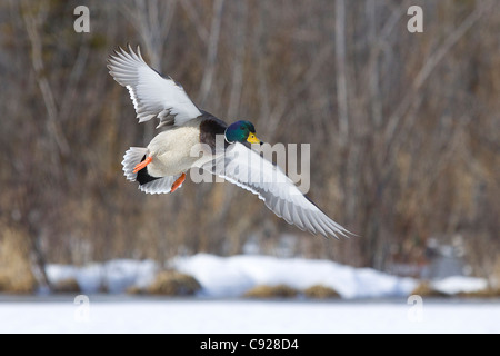 Eine Stockente Drake fliegt über eine Verankerung Teich, Yunan Alaska, Frühling Stockfoto