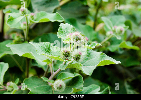 Arctium Lappa (große Klette), Blüten und Blätter Stockfoto