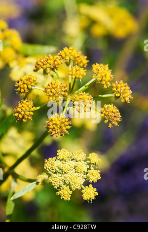 Gelben Blüten der Levisticum Officinale (Liebstöckel) Stockfoto