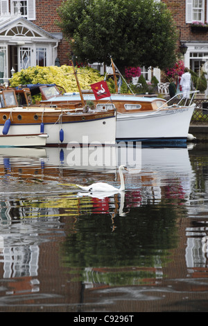 Ein Höckerschwan vergeht Schiffe vor Anker, außen The Compleat Angler vor Beginn der heutigen Swan Upping, Marlow, England Stockfoto