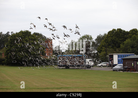 Hunderte von Tauben befreit zu Jahresbeginn ein One Loft Race Auflass um Ockham Cricket Club, Surrey, England Stockfoto