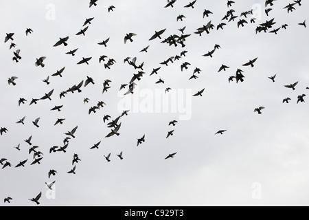 Hunderte von Tauben befreit zu Jahresbeginn ein One Loft Race Auflass um Ockham Cricket Club, Surrey, England Stockfoto