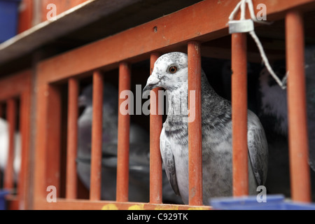 Einer der vielen Tauben in seiner Kiste wartet auf den Start der ein One Loft Race, Auflass um Ockham Cricket Club, Surrey, England Stockfoto