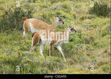 Chile, Patagonien, Torres del Paine Nationalpark, paar Guanakos Wandern in Grünland Stockfoto