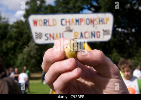 Die schrulligen jährliche Snail Racing Weltmeisterschaft, in Congham, Norfolk, England Stockfoto