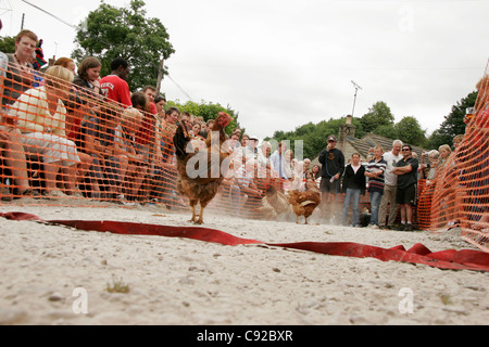 Die schrulligen jährliche Bonsall World Henne Meisterschaftsrennen, gehalten an der Gerste Mähen Pub in Bonsall, Derbyshire, England Stockfoto