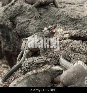 Meerechsen (Amblyrhynchus Cristatus) auf Felsen, Punta Espinoza, Fernandina Insel, Galapagos-Inseln, Ecuador Stockfoto