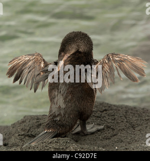 Flugunfähige Kormorane (Phalacrocorax Harrisi), Punta Espinoza, Fernandina Insel, Galapagos-Inseln, Ecuador Stockfoto