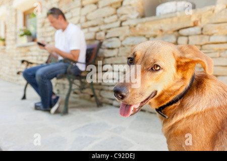 Nahaufnahme eines Hundes keuchend Gesicht Stockfoto