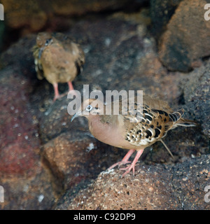 Galapagos Tauben (Zenaida Galapagoensis), North Seymour Island, Galapagos-Inseln, Ecuador Stockfoto