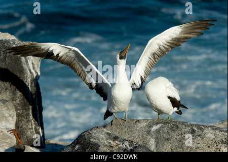 Nahaufnahme von Nazca Booby (Sula Granti) an einer Küste, Punta Suarez, Espanola Island, Galapagos-Inseln, Ecuador Stockfoto