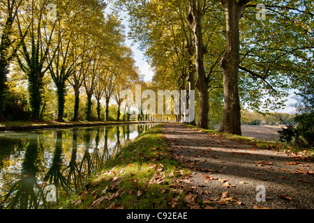 Bäume wachsen durch Fluss im park Stockfoto