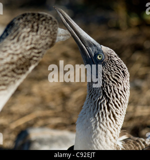 Nahaufnahme der beiden Blaufußtölpel (Sula Nebouxii), Punta Suarez, Espanola Insel, Galapagos-Inseln, Ecuador Stockfoto