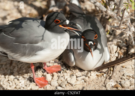 Paar von Lava Möwen (Leucophaeus Fuliginosus), Darwin Bay, Genovesa Island, Galapagos-Inseln, Ecuador Stockfoto