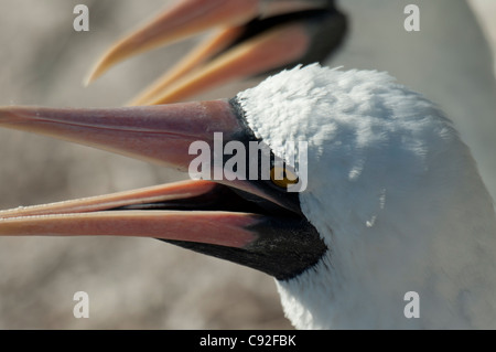 Nahaufnahme der Nazca-Tölpel (Sula Granti), Prinz Philip Schritte, Genovesa Island, Galapagos-Inseln, Ecuador Stockfoto