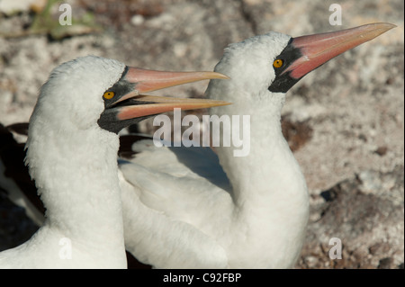 Paar Nazca-Tölpel (Sula Granti), Prinz Philip Schritte, Genovesa Island, Galapagos-Inseln, Ecuador Stockfoto