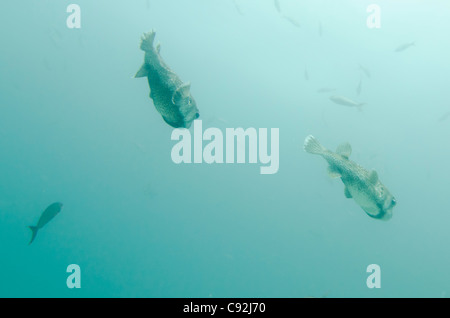 Maskierte Kugelfisch (Arothron Diadematus) Fische schwimmen unter Wasser, Santa Cruz Island, Galapagos-Inseln, Ecuador Stockfoto