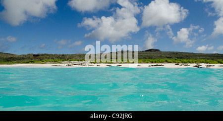 Galapagos unter Wasser Stockfoto