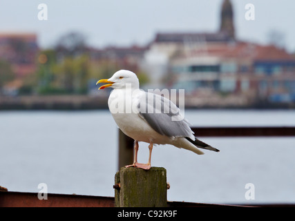 Silbermöwe thront auf alten Bootssteg. Liverpool, Merseyside, England UK April 2011 Stockfoto