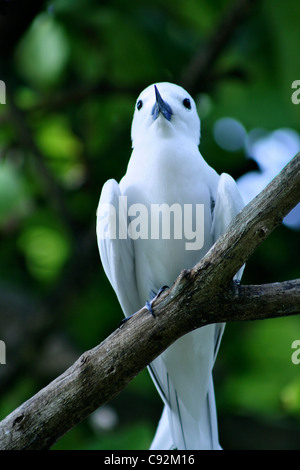 Erwachsenen White Tern Gygis Alba auch fälschlicherweise als eine Fee Tern auf einem Ast eines Baumes auf Bird Island bekannt Stockfoto