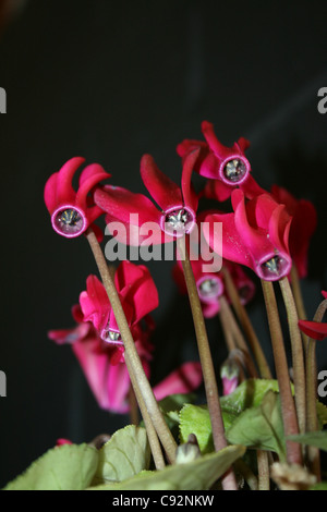 Blickte zu Cerise Pink Cyclamen auf schwarzem Hintergrund Stockfoto