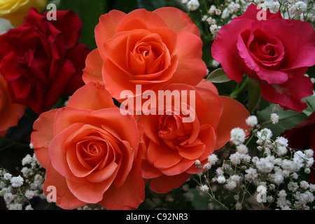 Drei Farbe Rose Bouquet orangerot und Rosa mit weißem Schleierkraut Stockfoto