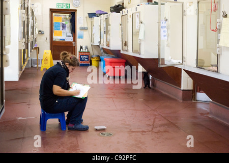 Arbeitnehmer, die auf der Suche nach Katzen warten auf die Rspca Wiederansiedlung Arche Tierheim Stubbington Hampshire England uk laufen Stockfoto